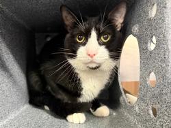 Shelter Stray Male Cat last seen Apt 418,14 E 28 Street, NEW YORK, NY, 10016, 326 E 110th St, New York, NY 10029, USA