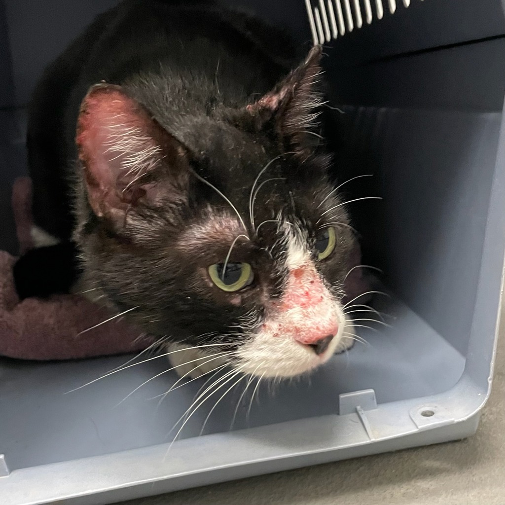 Shelter Stray Male Cat last seen Near Thompson Avenue, DES MOINES, IA, 50316, Des Moines, IA 50313