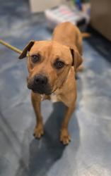 Shelter Stray Male Dog last seen Executive Hill Boulevard, AUBURN HILLS, MI, 48326, 1200 N Telegraph Building 42E, Pontiac, MI 48340, USA