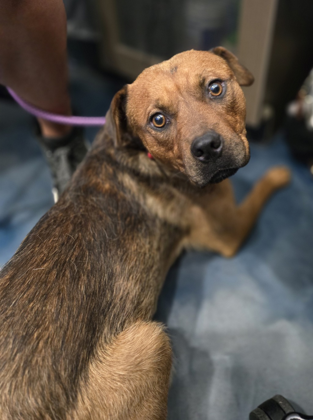 Shelter Stray Male Dog last seen Executive Hill Boulevard, AUBURN HILLS, MI, 48326, 1200 N Telegraph Building 42E, Pontiac, MI 48340, USA
