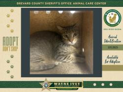 Shelter Stray Female Cat last seen Near Wc Stafford Street, TITUSVILLE, FL, 32780, 5100 W Eau Gallie Blvd, Melbourne, FL 32934, USA