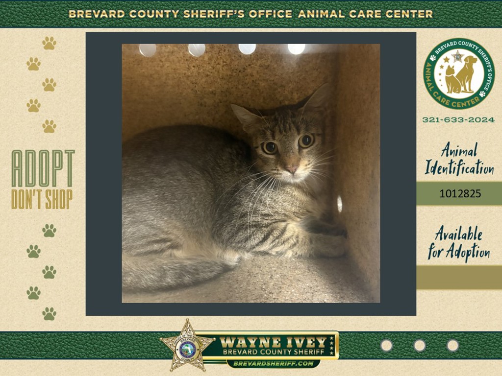Shelter Stray Female Cat last seen Near Wc Stafford Street, TITUSVILLE, FL, 32780, 5100 W Eau Gallie Blvd, Melbourne, FL 32934, USA