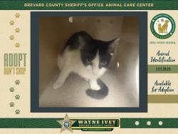 Shelter Stray Female Cat last seen Near Wc Stafford Street, TITUSVILLE, FL, 32780, 5100 W Eau Gallie Blvd, Melbourne, FL 32934, USA