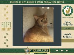 Shelter Stray Female Cat last seen Near Wc Stafford Street, TITUSVILLE, FL, 32780, 5100 W Eau Gallie Blvd, Melbourne, FL 32934, USA