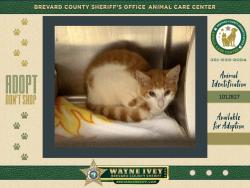 Shelter Stray Female Cat last seen Near Fruitport Street, COCOA, FL, 32927, 5100 W Eau Gallie Blvd, Melbourne, FL 32934, USA