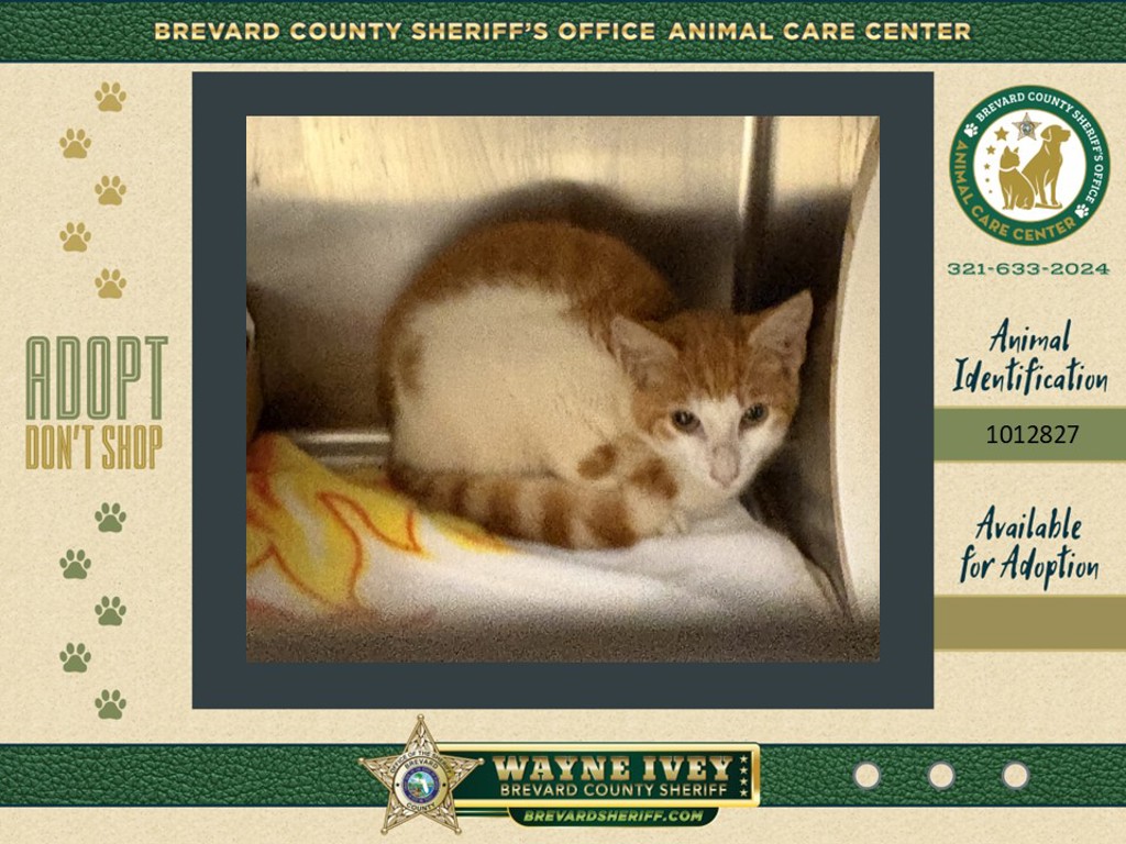 Shelter Stray Female Cat last seen Near Fruitport Street, COCOA, FL, 32927, 5100 W Eau Gallie Blvd, Melbourne, FL 32934, USA