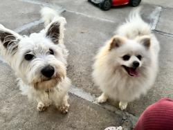 Reunited Male Dog last seen Alvin, Salinas, CA 93906