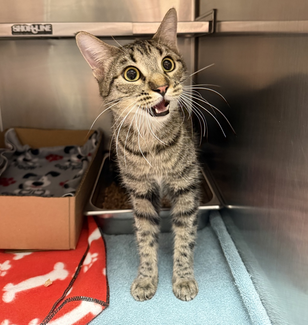 Shelter Stray Female Cat last seen Apt unit 7,1321 1st Avenue SW, GREAT FALLS, MT, 59404, 1010 25th Ave NE, Great Falls, MT 59404, USA