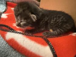 Shelter Stray Male Cat last seen Apt unit 7,1321 1st Avenue SW, GREAT FALLS, MT, 59404, 1010 25th Ave NE, Great Falls, MT 59404, USA