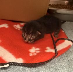 Shelter Stray Male Cat last seen Apt unit 7,1321 1st Avenue SW, GREAT FALLS, MT, 59404, 1010 25th Ave NE, Great Falls, MT 59404, USA