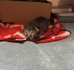 Shelter Stray Female Cat last seen Apt unit 7,1321 1st Avenue SW, GREAT FALLS, MT, 59404, 1010 25th Ave NE, Great Falls, MT 59404, USA