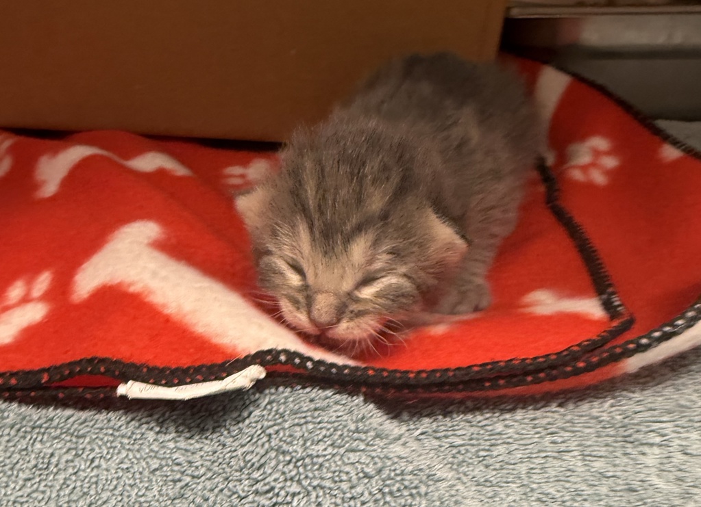 Shelter Stray Female Cat last seen Apt unit 7,1321 1st Avenue SW, GREAT FALLS, MT, 59404, 1010 25th Ave NE, Great Falls, MT 59404, USA