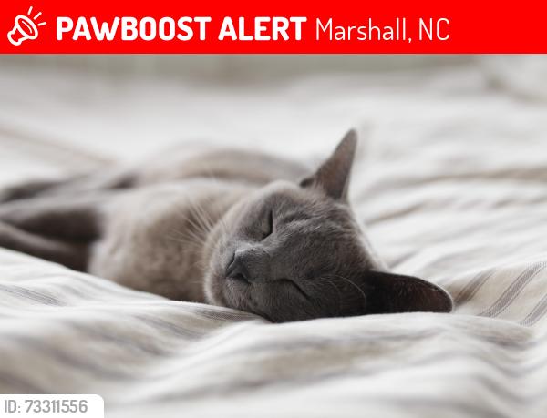Lost Male Cat last seen Near dan branch rd, Marshall, NC 28753