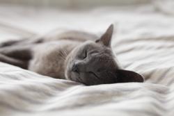 Lost Male Cat last seen Near dan branch rd, Marshall, NC 28753