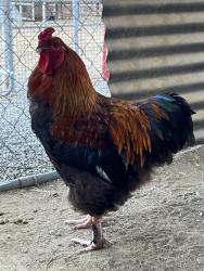 Shelter Stray Male Bird last seen Near Adventure Lane, San Marcos, CA, 92069, Escondido, CA 92027, USA