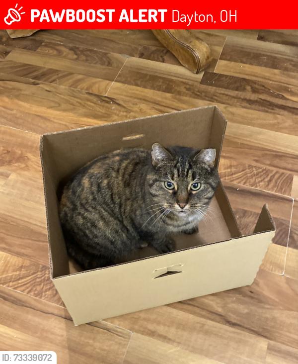 Lost Female Cat last seen between Hillcrest, Premier Health Y, and the library, Dayton, OH 45406