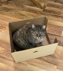 Lost Female Cat last seen between Hillcrest, Premier Health Y, and the library, Dayton, OH 45406