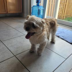 Reunited Female Dog last seen Mavis & eglinton, Mississauga, ON 