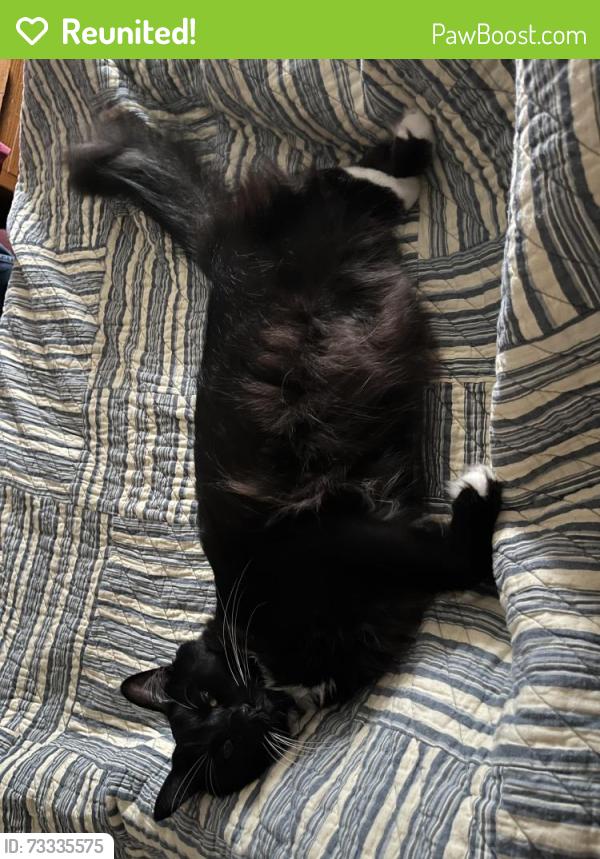 Reunited Male Cat last seen Portero Ave and 20th Street, San Francisco, CA 94110