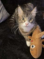 Lost Male Cat last seen Meekland ave by taqueria familiar, Hayward, CA 94541