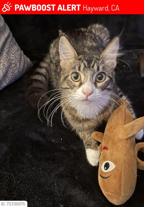 Lost Male Cat last seen Meekland ave by taqueria familiar, Hayward, CA 94541