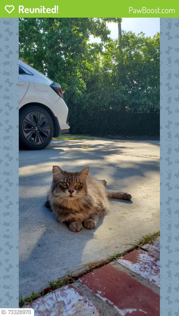 Reunited Female Cat last seen Morse and Hart, Los Angeles, CA 91605