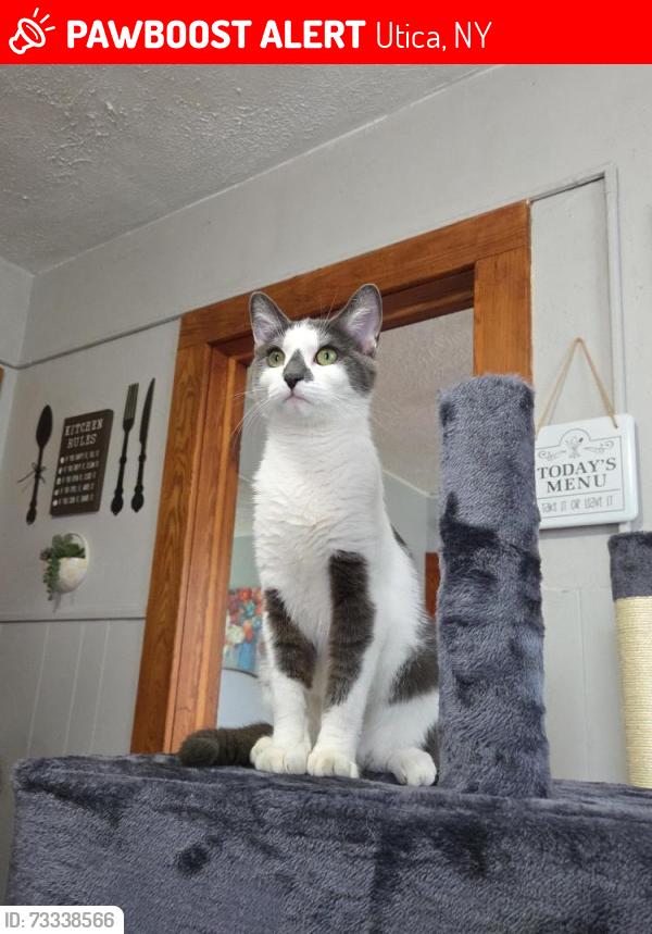 Lost Male Cat last seen Cottage Place and Hart Street, Utica, NY 13502