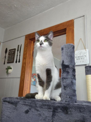 Lost Male Cat last seen Cottage Place and Hart Street, Utica, NY 13502