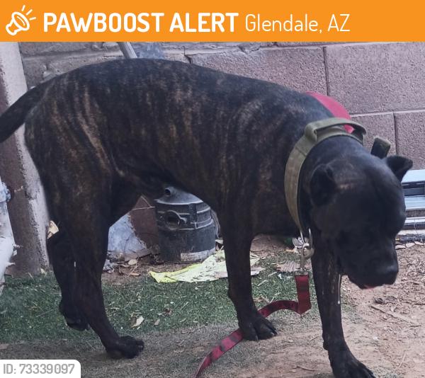 Found/Stray Male Dog last seen Near avenue & northern, Glendale, AZ 85301