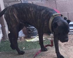 Found/Stray Male Dog last seen Near avenue & northern, Glendale, AZ 85301