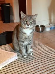 Lost Male Cat last seen 40th and Anza, San Francisco, CA 94121