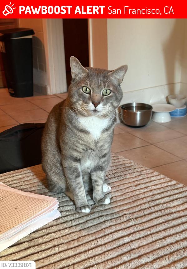Lost Male Cat last seen 40th and Anza, San Francisco, CA 94121