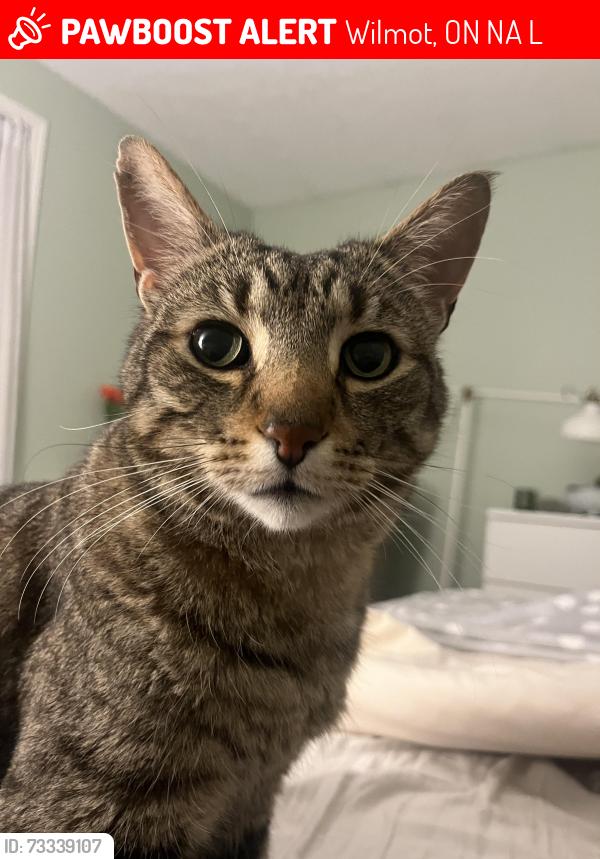 Lost Male Cat last seen Near Schneller Drive, Wilmot, ON N3A 2L5