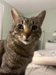 Lost Male Cat last seen Near Schneller Drive, Wilmot, ON N3A 2L5