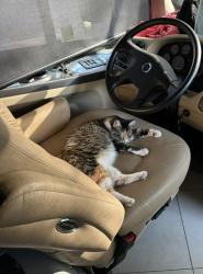 Lost Female Cat last seen Old Grantham road and Black Jack Church Road, Goldsboro, NC 27530