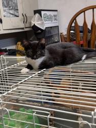 Lost Male Cat last seen Garden Ridge Subdivision, Walton County, GA 30052