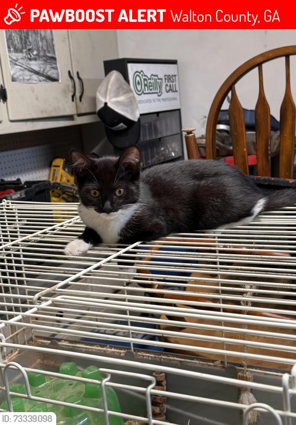 Lost Male Cat last seen Garden Ridge Subdivision, Walton County, GA 30052