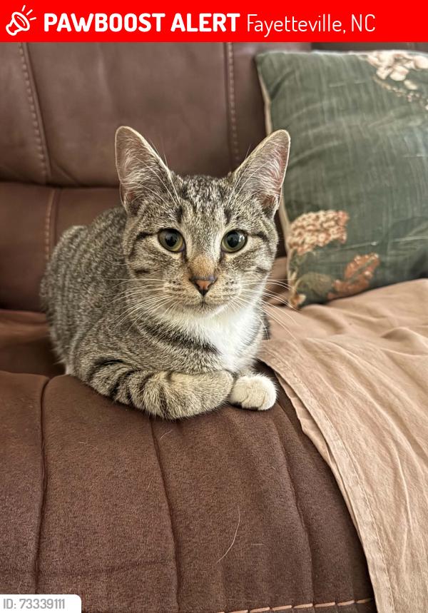 Lost Male Cat last seen North Lucas dr, Fayetteville, NC 28307