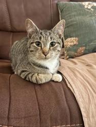 Lost Male Cat last seen North Lucas dr, Fayetteville, NC 28307