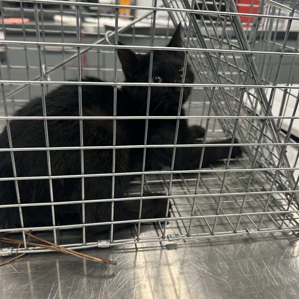 Shelter Stray Unknown Cat last seen , 980 Guilford College Rd, Greensboro, NC 27409, USA