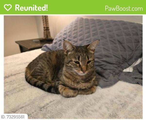 Reunited Female Cat last seen Webster Rd & Somerset, Bath, MI 48808
