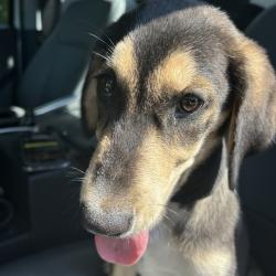 Shelter Stray Male Dog last seen , 980 Guilford College Rd, Greensboro, NC 27409, USA