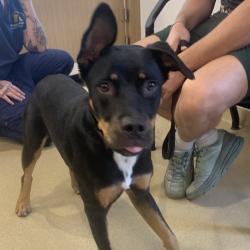 Shelter Stray Male Dog last seen , 3200 N Military Trl, West Palm Beach, FL 33409, USA