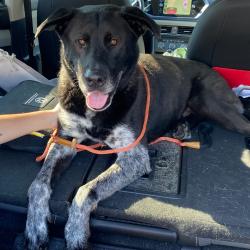 Shelter Stray Male Dog last seen , 2350 Appling City Cove, Memphis, TN 38133, USA