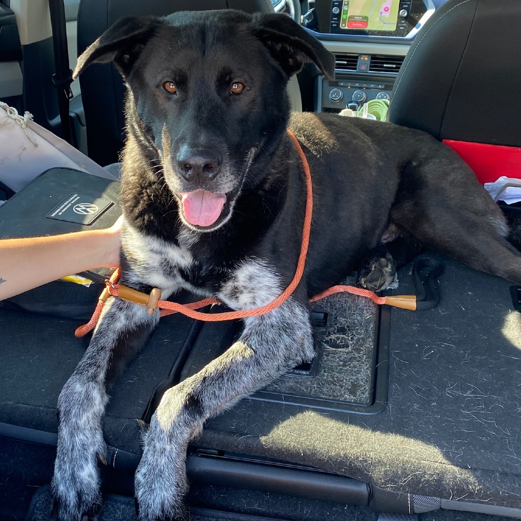 Shelter Stray Male Dog last seen , 2350 Appling City Cove, Memphis, TN 38133, USA