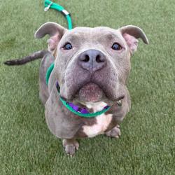 Shelter Stray Male Dog last seen , Animal Care & Control Team of Philly, 111 W Hunting Park Ave, Philadelphia, PA 19140, USA