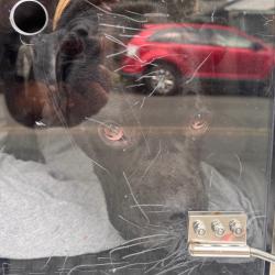 Shelter Stray Male Dog last seen , Animal Care & Control Team of Philly, 111 W Hunting Park Ave, Philadelphia, PA 19140, USA