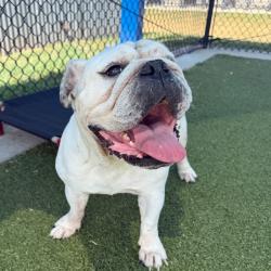 Shelter Stray Female Dog last seen , 2207 Finfeather Rd, Bryan, TX 77801, USA