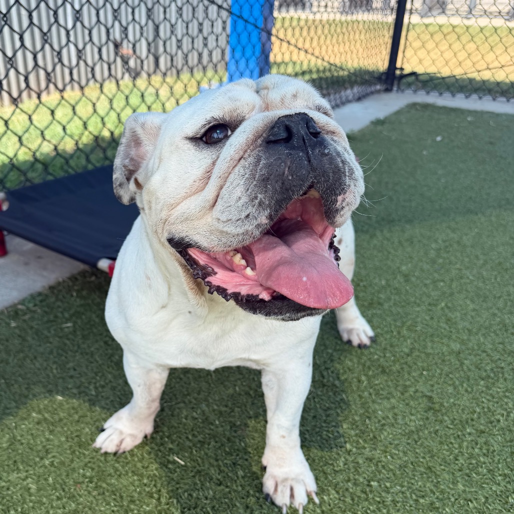 Shelter Stray Female Dog last seen , 2207 Finfeather Rd, Bryan, TX 77801, USA