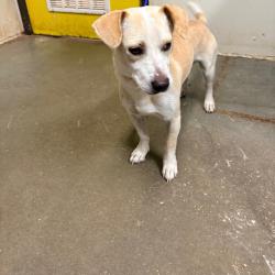 Shelter Stray Male Dog last seen , 2207 Finfeather Rd, Bryan, TX 77801, USA